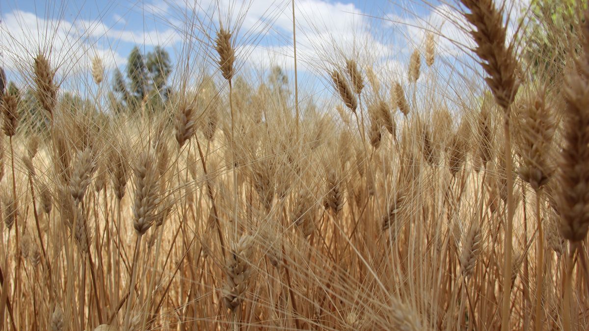 Pszenica durum - właściwości, zawartość glutenu, kalorie i wartości odżywcze