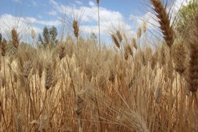 Pszenica durum - właściwości, zawartość glutenu, kalorie i wartości odżywcze