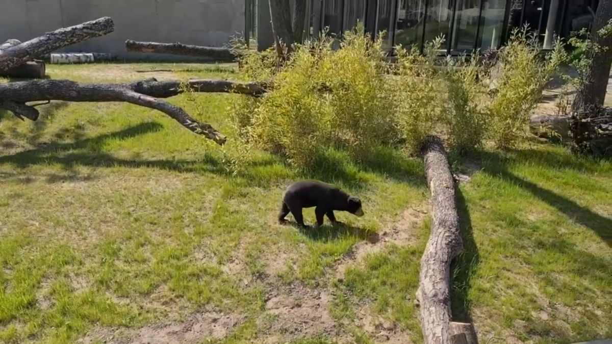 Kobieta wpadła do wybiegu dla niedźwiedzi malajskich. Fot: Zoo Łódź/