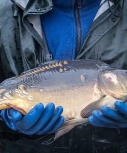 Cena karpia 2022 bije rekordy. Przed świętami ma być jeszcze drożej