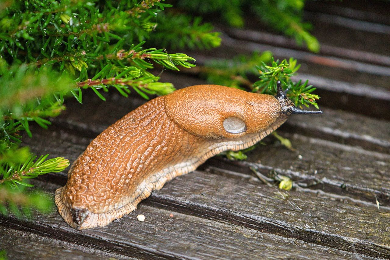 Attract and deter: Grapefruit and copper, the gardeners' allies against slugs