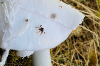 Walczą z inwazją. Mówią o "mutantach". Naukowcy apelują o decyzję Kremla