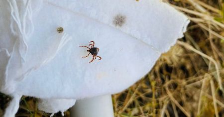 Walczą z inwazją. Mówią o "mutantach". Naukowcy apelują o decyzję Kremla