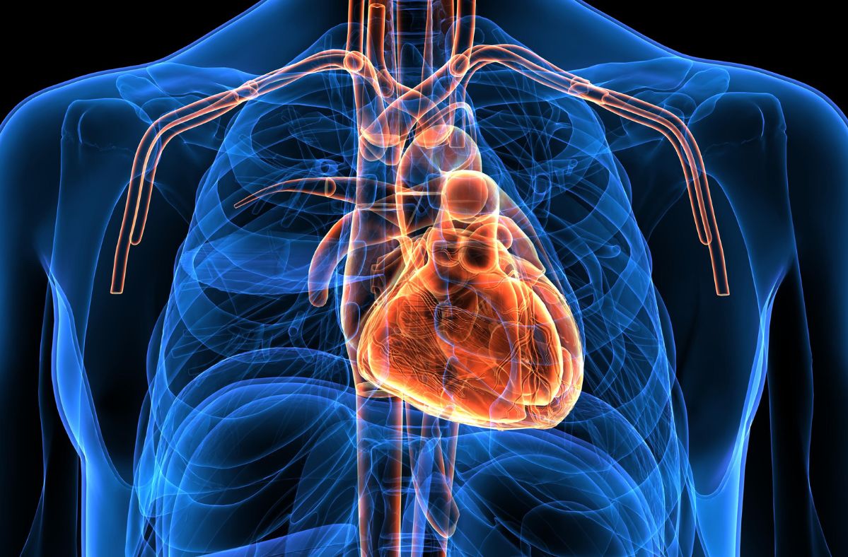 Austrian scientists have grown heart organoids.
