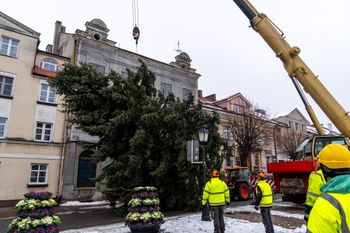 Łódź: Miejska choinka już na pl. Wolności. W tym roku przyjechała z ul. Słonecznej