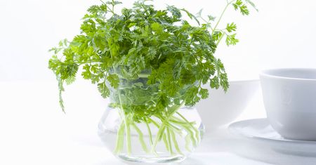 Suszona trybula