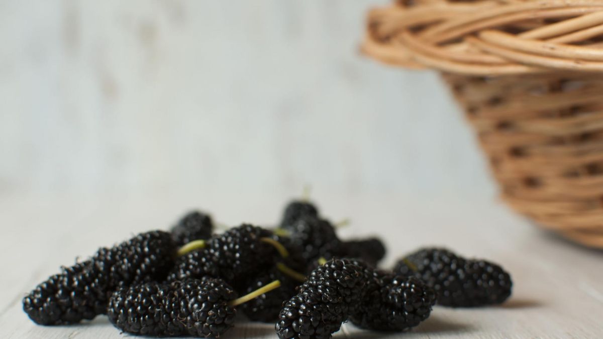 Morwa czarna posiada wiele właściwości zdrowotnych