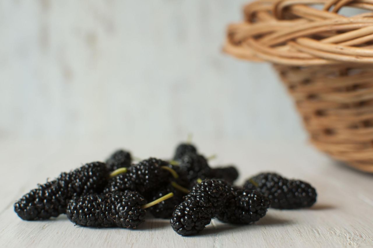 Morwa czarna – właściwości, zastosowanie, uprawa