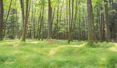 Lasy Państwowe twierdzą, że Niemcy swoje niedźwiedzie wybili, a teraz zajęli się polskimi