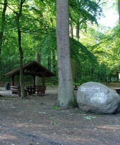 Chcą wyciąć puszczę. "To zabieg hodowlany"