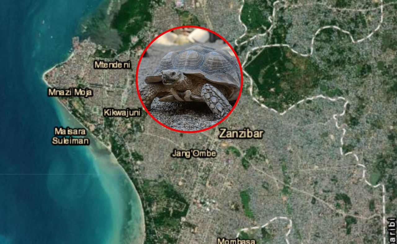 Tragic toll of eating sea turtle meat rises in Zanzibar incident