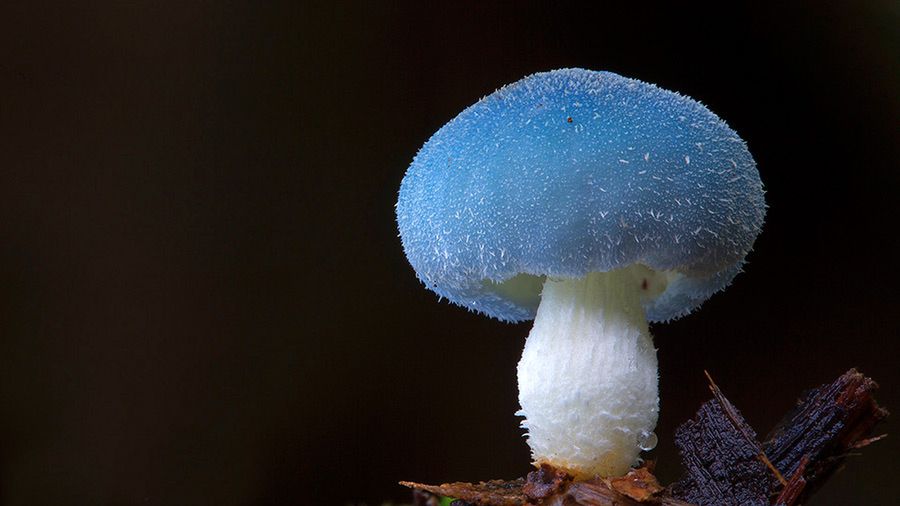 Magiczny świat australijskich grzybków sfotografowany przez Steve'a Axforda 23