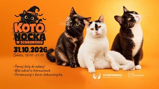 Kotonocka 2026 w Płocku. Halloweenowe atrakcje i pomoc dla bezdomnych kotów