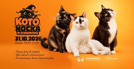 Kotonocka 2026 w Płocku. Halloweenowe atrakcje i pomoc dla bezdomnych kotów