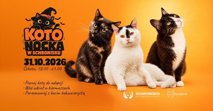 Kotonocka 2026 w Płocku. Halloweenowe atrakcje i pomoc dla bezdomnych kotów
