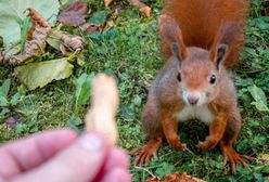 Mieszkaniec Ursynowa uratował malutką wiewiórkę