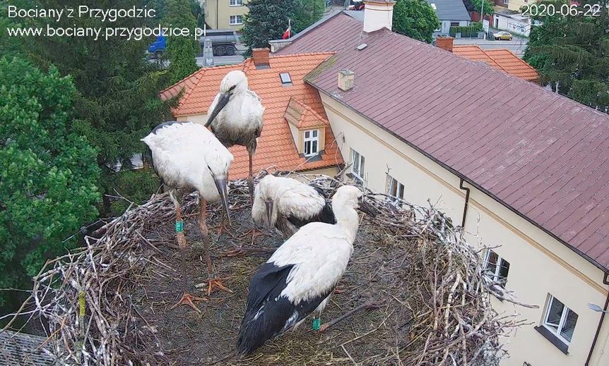 Gniazdo bocianów w Przygodzicach można obserwować cały czas