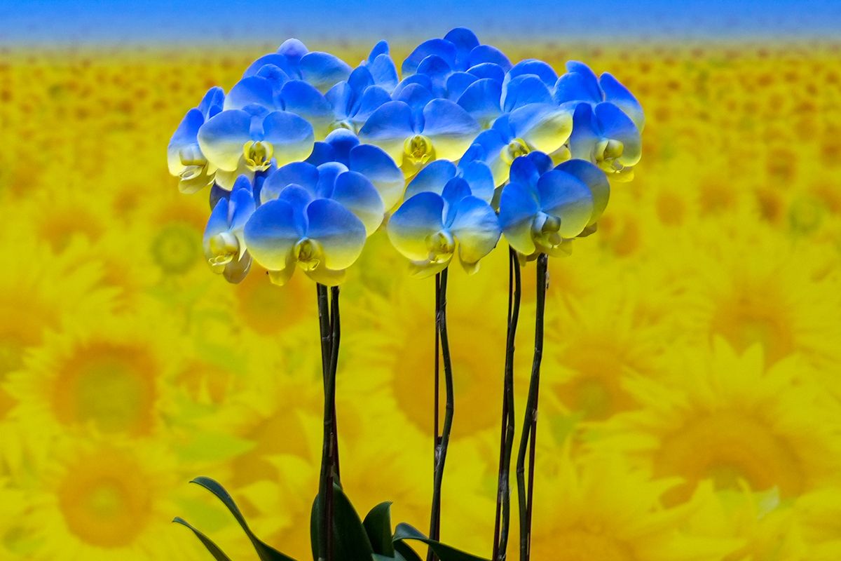 TAIPEI, TAIWAN - 2022/04/01: Orchids that resemble the Ukrainian flag created by the Taiwan Orchid Growers Association were shown at a press conference on Taiwan's humanitarian aid for Ukraine in Taipei. (Photo by Walid Berrazeg/SOPA Images/LightRocket via Getty Images)