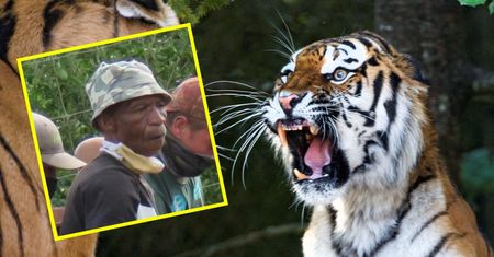 Dramatyczny incydent w zoo w Port Elizabeth. Tygrys zabił swojego opiekuna