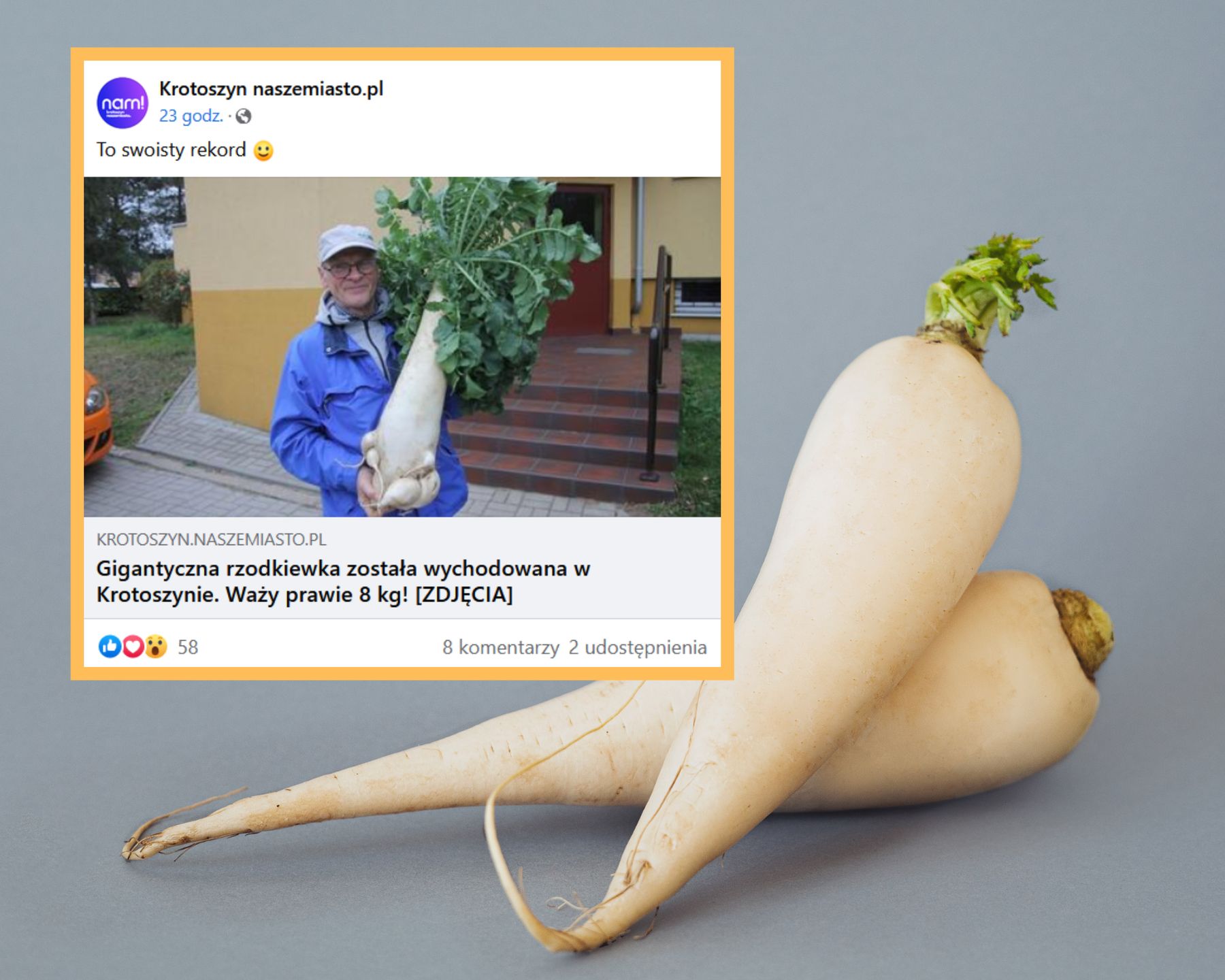 Rzodkiew waży aż 8 kilogramów