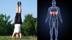 Naukowcy odkryli nową rolę przepony