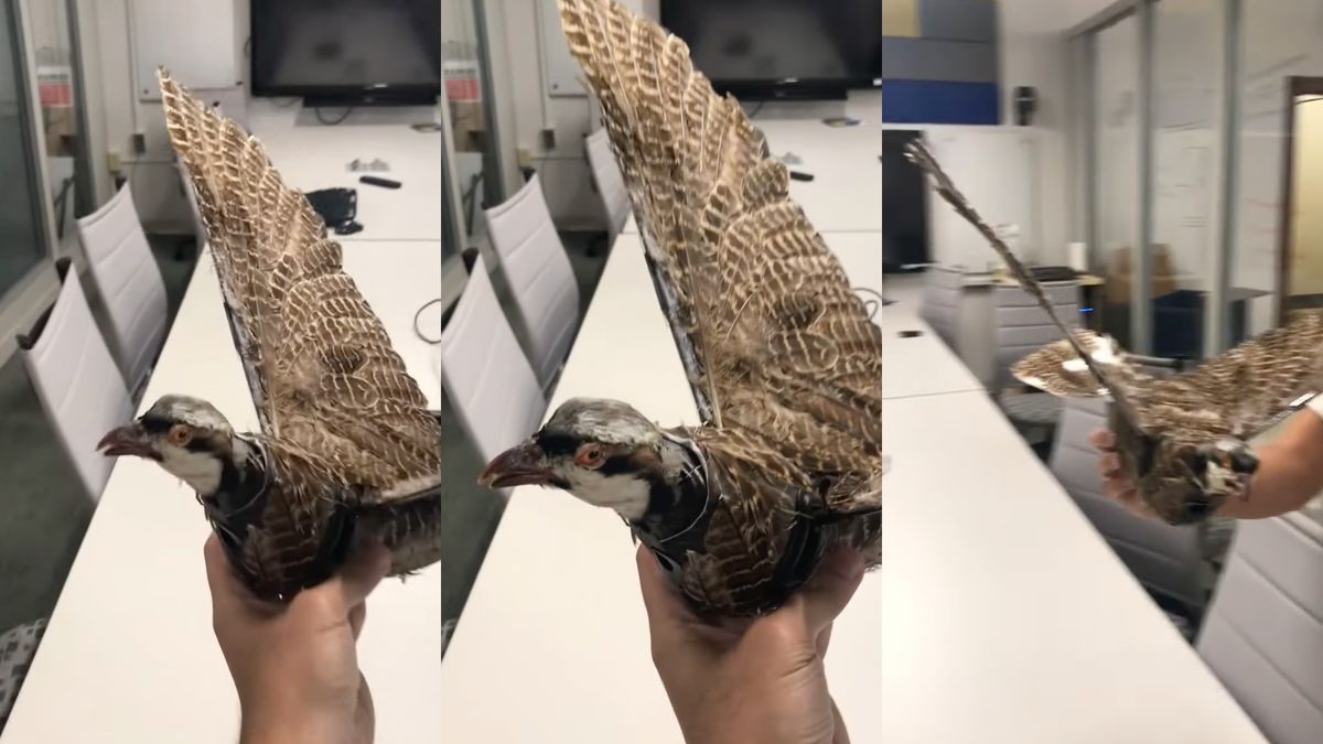 Dron do złudzenia przypomina prawdziwego ptaka.