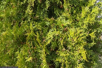 Spory o tuje. Oto jak wysokie mogą być