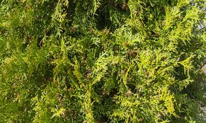 Spory o tuje. Oto jak wysokie mogą być