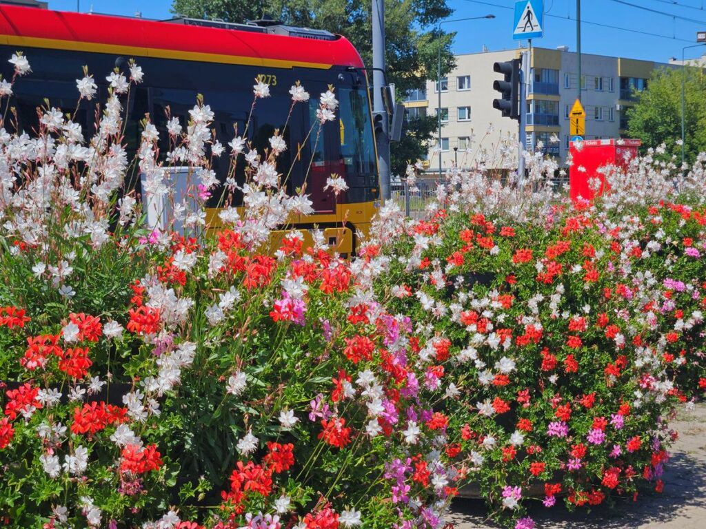 Autobus z czerwonym dachem zatrzymuje się obok kolorowych kwiatów w intensywnych odcieniach czerwieni i bieli.