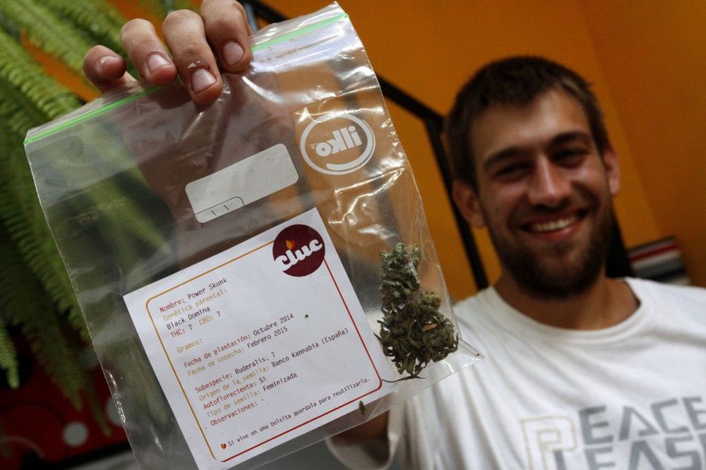 Marihuanowe dożynki – pierwsze legalne żniwa w Urugwaju