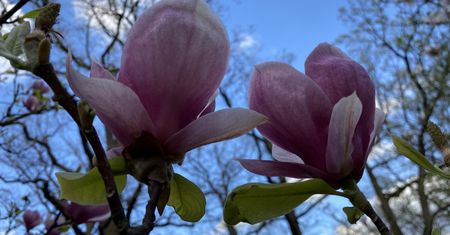 Wrocław. Nareszcie otwarty ogród botaniczny