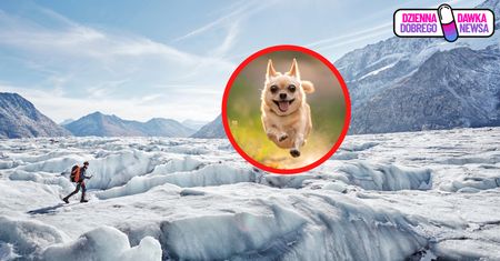 Śmiertelne zagrożenie. Tak zachował się chihuahua. Prawdziwy bohater