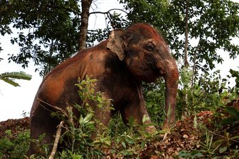 Wyszedł na poranny trening. Mężczyznę zabił dziki słoń