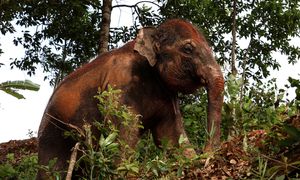 Wyszedł na poranny trening. Mężczyznę zabił dziki słoń