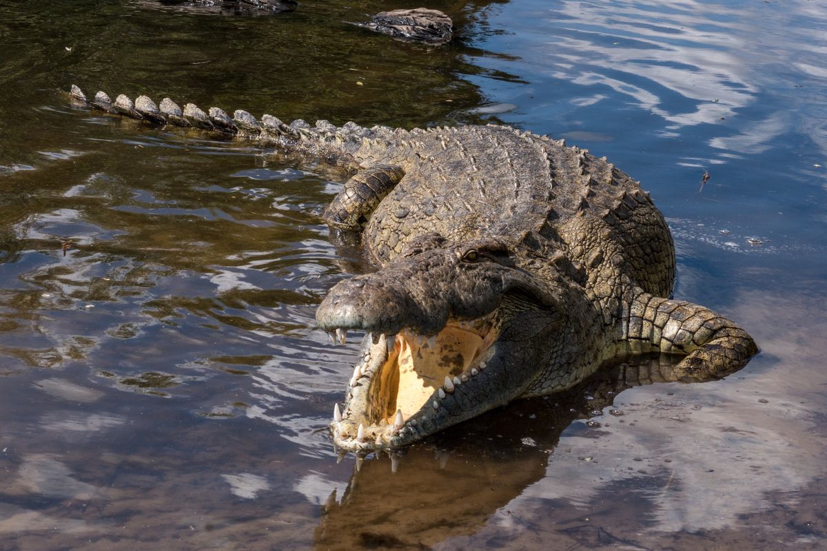 Krokodyl chwycił turystykę za nogę