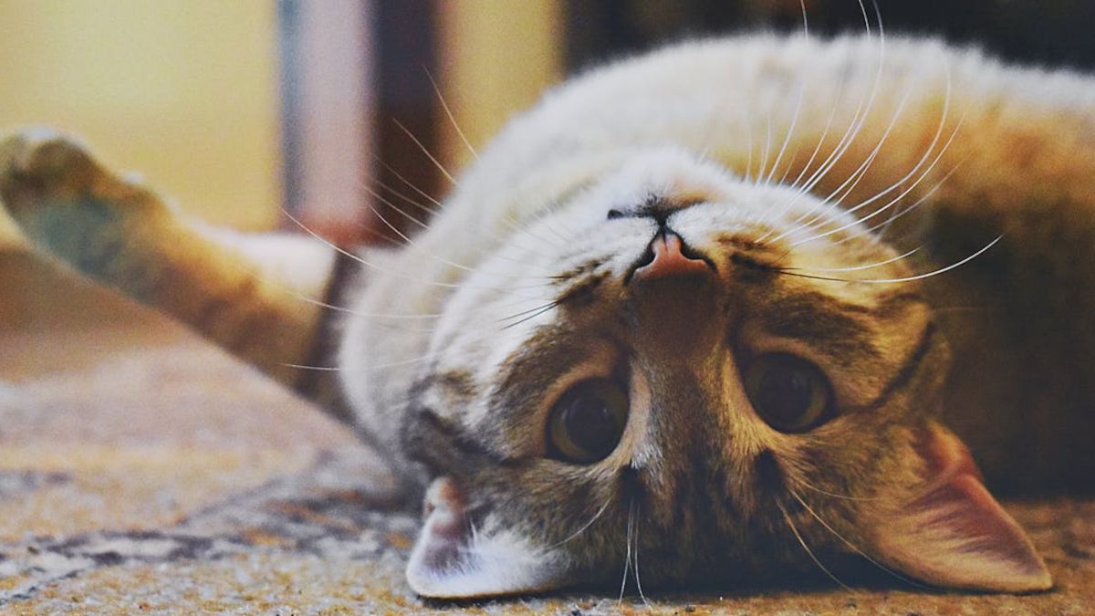 Polacy uwielbiają koty.