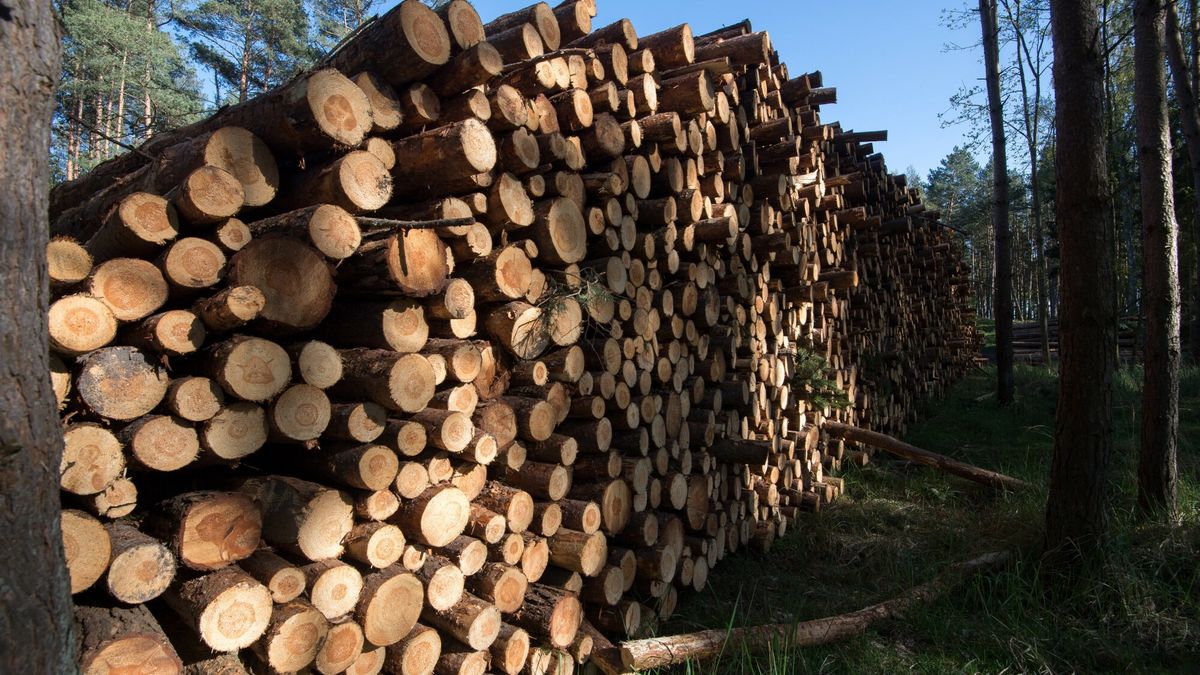 Dawny parking przy Przekopie Mierzei Wi?lanej placem sk?adowym drewna
14.04.2024 Nowy Swiat Mierzeja Wislana Dawny parking przy Przekopie Mierzei Wislanej pelni obecnie role placu skladowego drewna
Fot. Wojciech Strozyk/REPORTER
Wojciech Strozyk/REPORTER