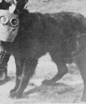 Zwierzęta na polu walki