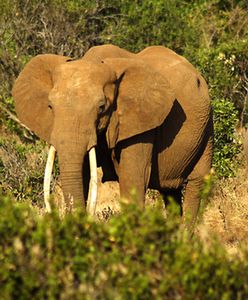 Wraz ze słoniami znikną niektóre drzewa