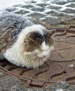 Idzie zima! Ratusz namawia do pomagania kotom