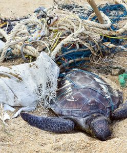 Czy Ziemię czeka masowe wymieranie gatunków?