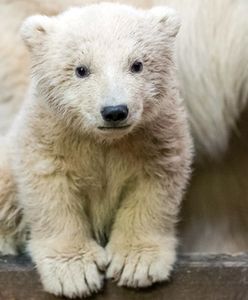 Nie żyje niedźwiadek Fritz z berlińskiego zoo