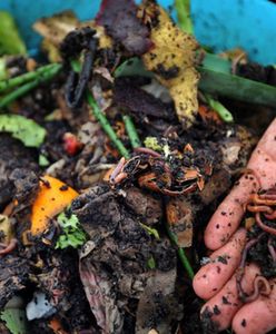 Udział dżdżownic w emisjach dwutlenku węgla z gleb - przeszacowany