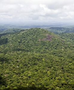W Amazonii rośnie 16 tys. gatunków drzew