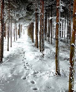 Po ciepłych zimach drzewa śpią dłużej