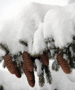 Wiatr powalił najgrubszą jodłę w Polsce