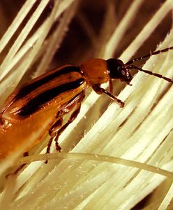 Włochy, Francja, Niemcy wśród krajów narażonych na inwazje nowych szkodników