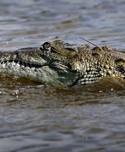 Kąpiel słoneczna z krokodylem