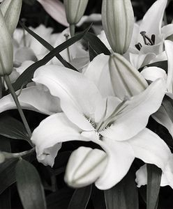 Zmarł Janusz Kaniewski - projektant Ferrari, wykładowca akademicki