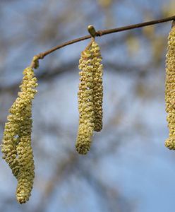 Alergolog: przez ocieplenie czeka nas zmasowany atak pyłków